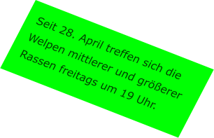 Seit 28. April treffen sich die Welpen mittlerer und größerer Rassen freitags um 19 Uhr.